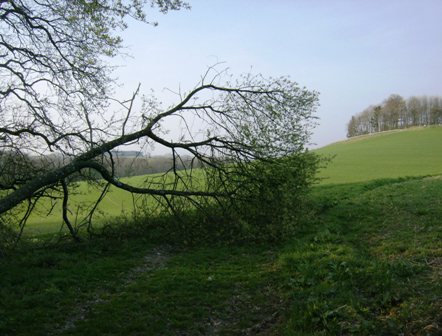 Umgestrzte Bume knnen unser Tempo auch nicht bremsen