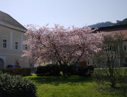 Blhende Bume im Stiftsgarten