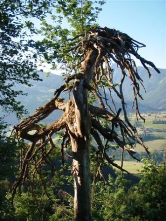 Interessanter Baum - wächst der verkehrt?