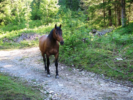 Freilaufende Pferde beobachten die Wanderer und sind gar nicht scheu