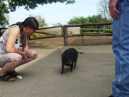 ...und ein Zwerg-Hängebauchschwein
