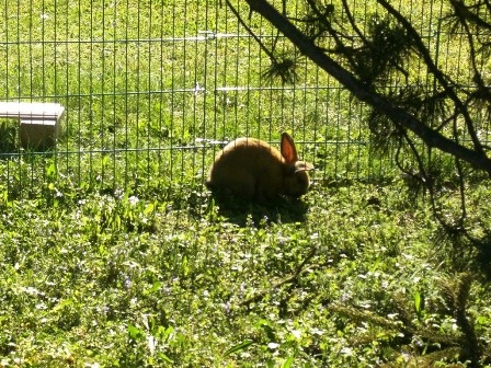 Der Osterhase hat nun seinen verdienten Urlaub