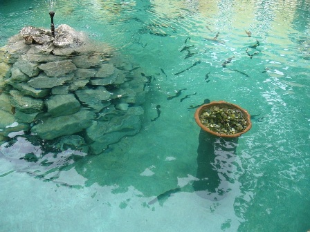 ...und die Kontrolle, ob die Fische seit dem letzten Jahr gewachsen sind