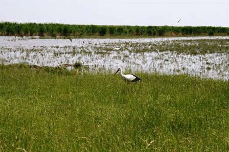 Störche auf Futtersuche in unmittelbarer Nähe