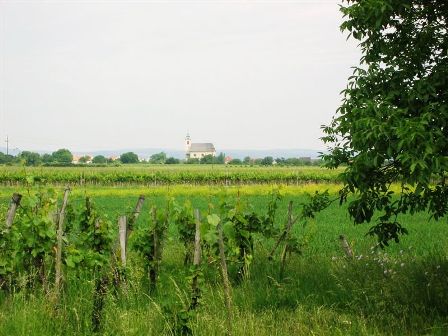 Blick über die Weingärten