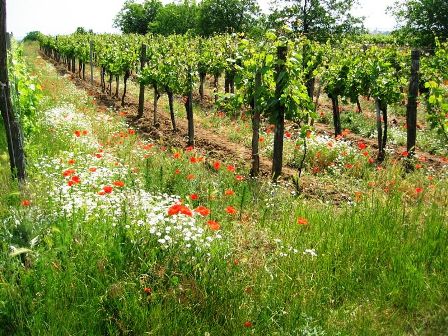 Mohnblumen in den Weingärten...