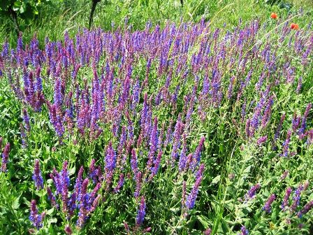 ...und Wiesen mit vielen blühenden Blumen säumen den Weg