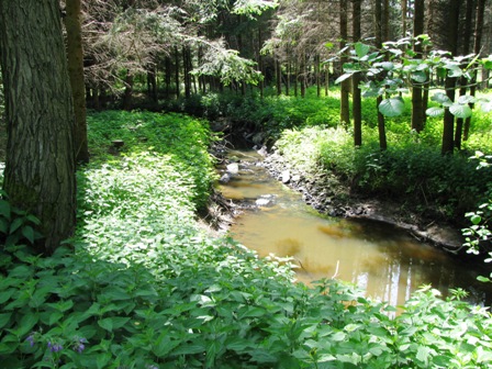 Blick zu einem kleinen Bach