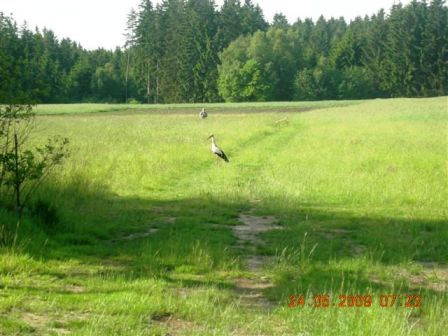 Ein Storch kreuzt den Weg