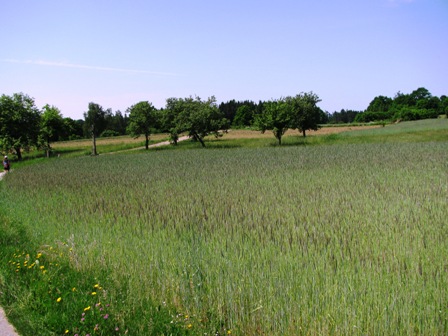 Blick über ein Kornfeld