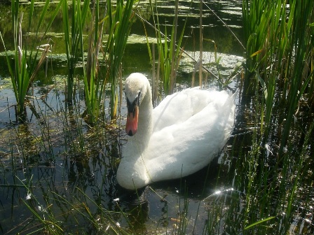 Ein Fotomodell-Schwan...