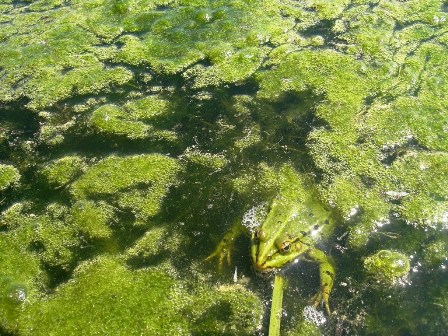 ...und ein gutgetarnter Quaxi