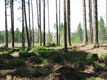 Blick durch den Wald Richtung...