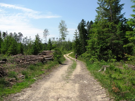 Auf einem schönen Waldweg gehts...
