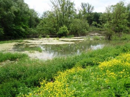 Blick über eine Tümpellandschaft - ein Paradies für Frösche