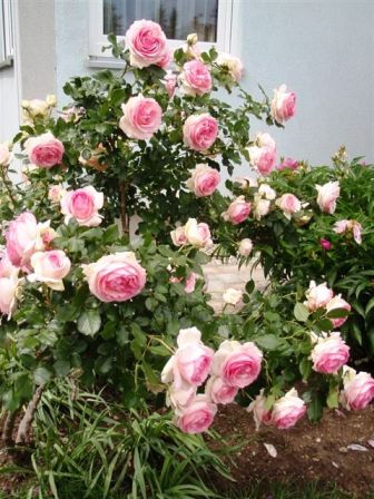 Herrlich blühende Rosen