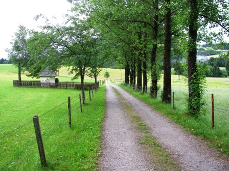 Schöner Weg durch eine Allee