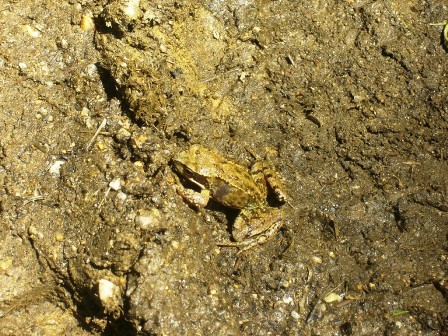 'Quaxi' beobachtet das Geschehen