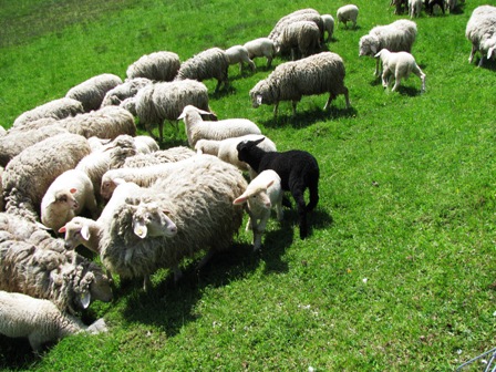 Eine Herde weißer Schafe - und ein schwarzes ist natürlich auch dabei