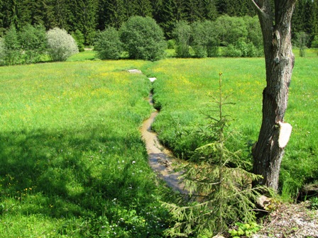 Ein kleines Bächlein in der Wiese