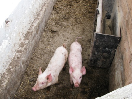 Schweinchen Babe und sein Kumpel sind auch auf die Wanderer aufmerksam geworden