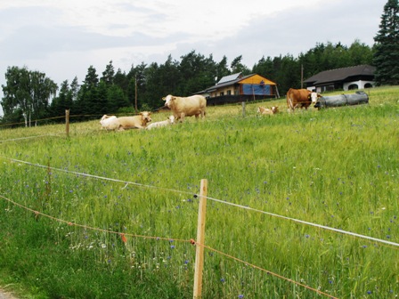 Auch die Kühe können es kaum fassen