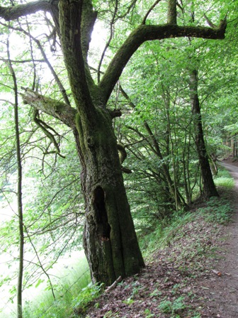 Ein gespenstisch anmutender Baum