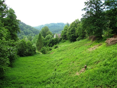 Blick ins wunderschöne Naturschutzgebiet Gusental