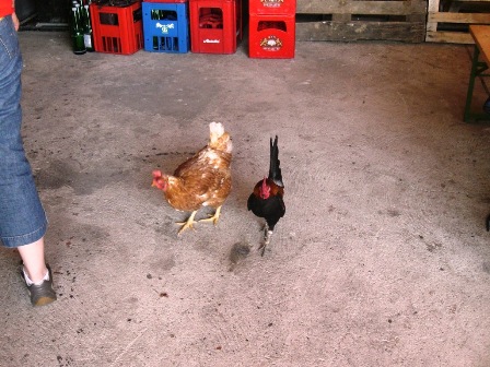 Der äußerst freche kleine Hahn treibt immer noch sein Unwesen