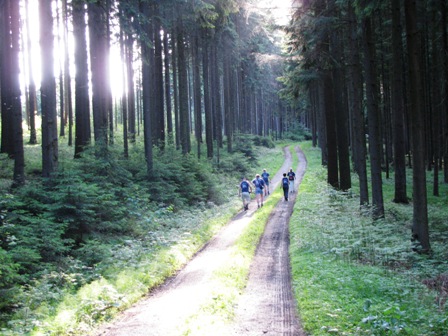 Wanderer durch den herrlichen Wald...