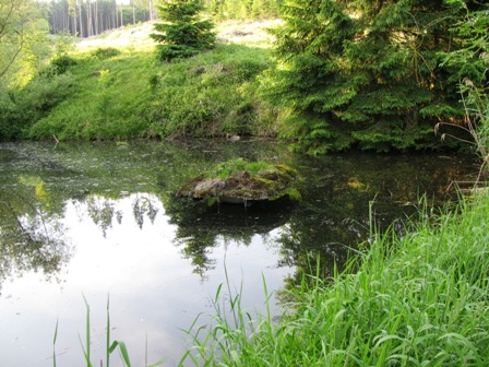 Schöner Tümpel inmitten des Waldes