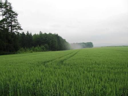 Wald und Wiesen dampfen vom Regen der vorangegangenen Nacht