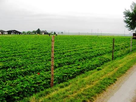 Das Erdbeerfeld von Ebersdorf - die waren vielleicht fruchtig und lecker!