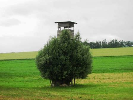 Gut getarnter Hochstand