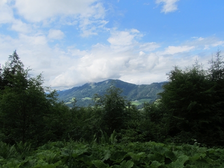 Blick aus dem Wald Richtung Sengsengebirge