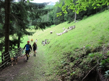 Die Marathonis wandern ber eine Schafweide am Weg nach Vorderstoder