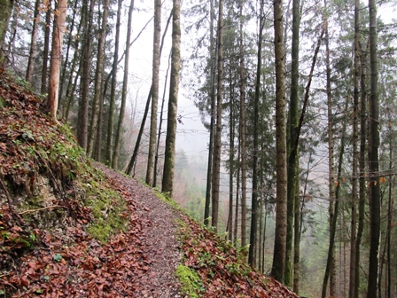 Traumhafte Waldpfade - Wandern in Reinkultur