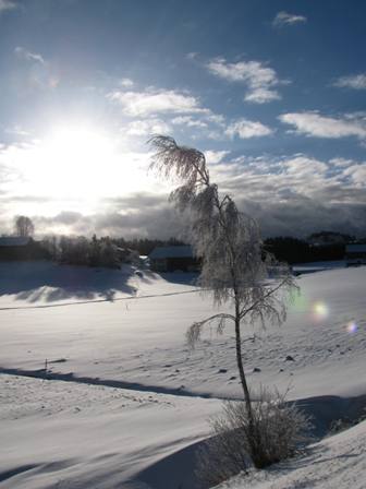 Die Birke streckt sich der Sonne entgegen