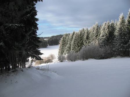 Wald- und Wiesenblick