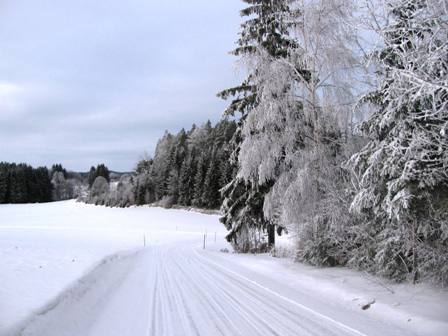 Vereiste und verschneite Bäume am Weg