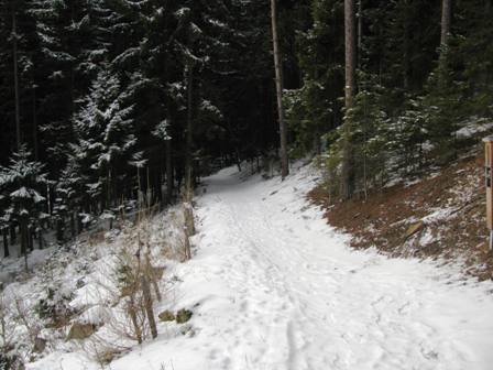 Traumhaft schöne Waldwege
