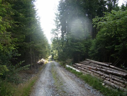 Weiter ber einen idyllischen Waldweg (wia zHaus)