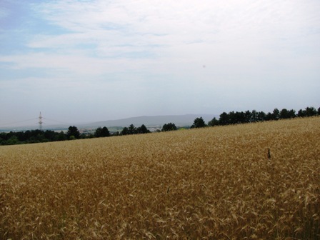 Blick übers Kornfeld Richtung Wiener Neustadt