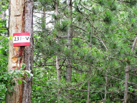 Die hervorragende Markierung der gesamten Verbindungsweges