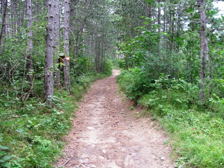 Schöner Weg durch den Föhrenwald