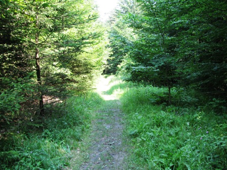 Schöne Pfade durch den Marchgraben