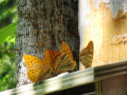 Unzählige Schmetterlinge tummeln sich bei der Kontrollstelle in der Sonne