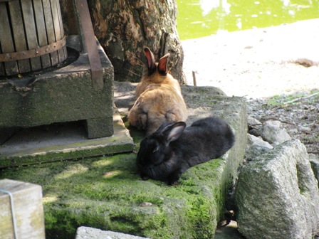 Hasen rasten im Schatten